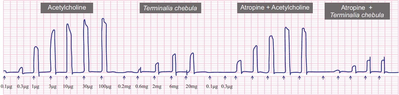 Image for - Gut Stimulatory Effect of Terminalia chebula in Experimental Animal Models