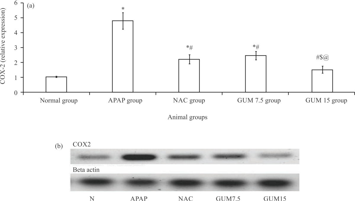 Image for - Effect of Arabic Gum (Acacia senegal) on Paracetamol-Induced Chronic Nephrotoxicity in Albino Rats