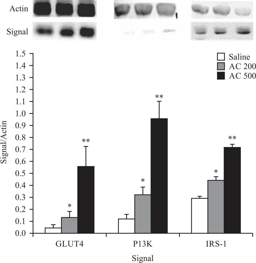 Image for - Non-Insulin Secretion Relative Hypoglycemic Effect of Neonatal Streptozotocin-induced Diabetic Rats by Gavage Feeding Antrodia cinnamomea (Agaricomycetes)