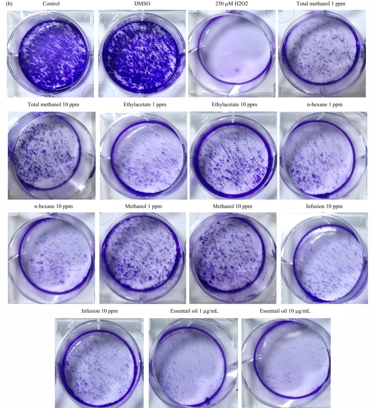 Image for - Neuroprotective Effects of Different Lavandula stoechas L. Extracts Against Hydrogen Peroxide Toxicity in vitro