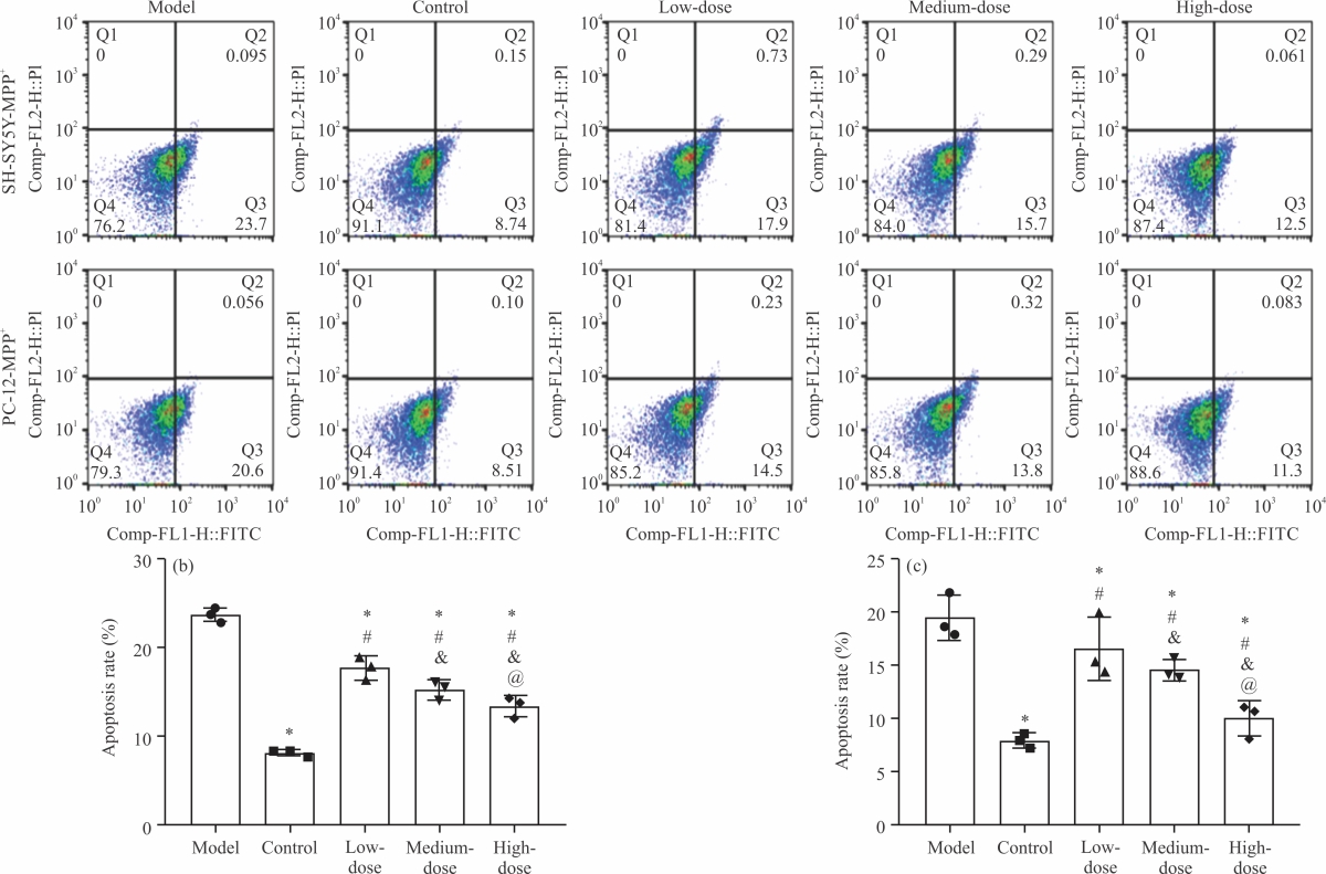 Image for - Influence of Nervonic Acid on Parkinson’s Disease Model Cells through Ras/MEK/ERK Axis
