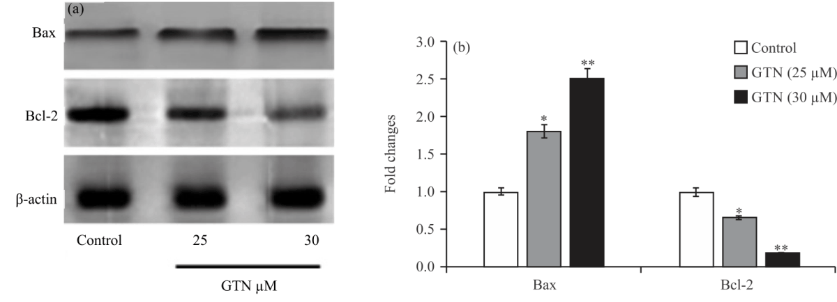 Image for - Goniothalamin Suppressed Glioblastoma Cell Proliferation Through p38 MAPK Phosphorylation Mediated Apoptosis