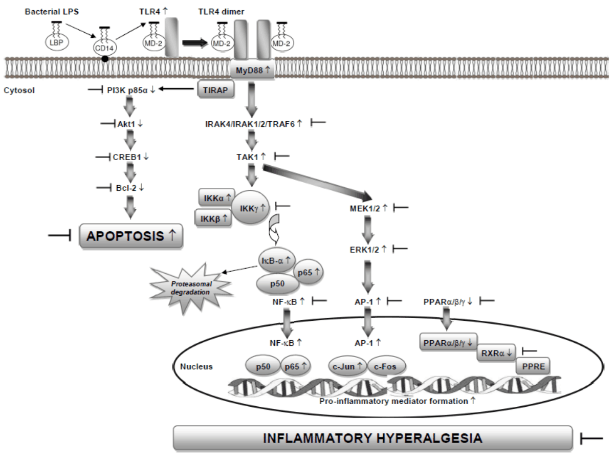 Image for - Bexarotene Ameliorates LPS-Induced Hyperalgesia: Contribution of TLR4/MyD88-Dependent Pro-Inflammatory, Anti-Apoptotic and Anti-Inflammatory Signaling Pathways