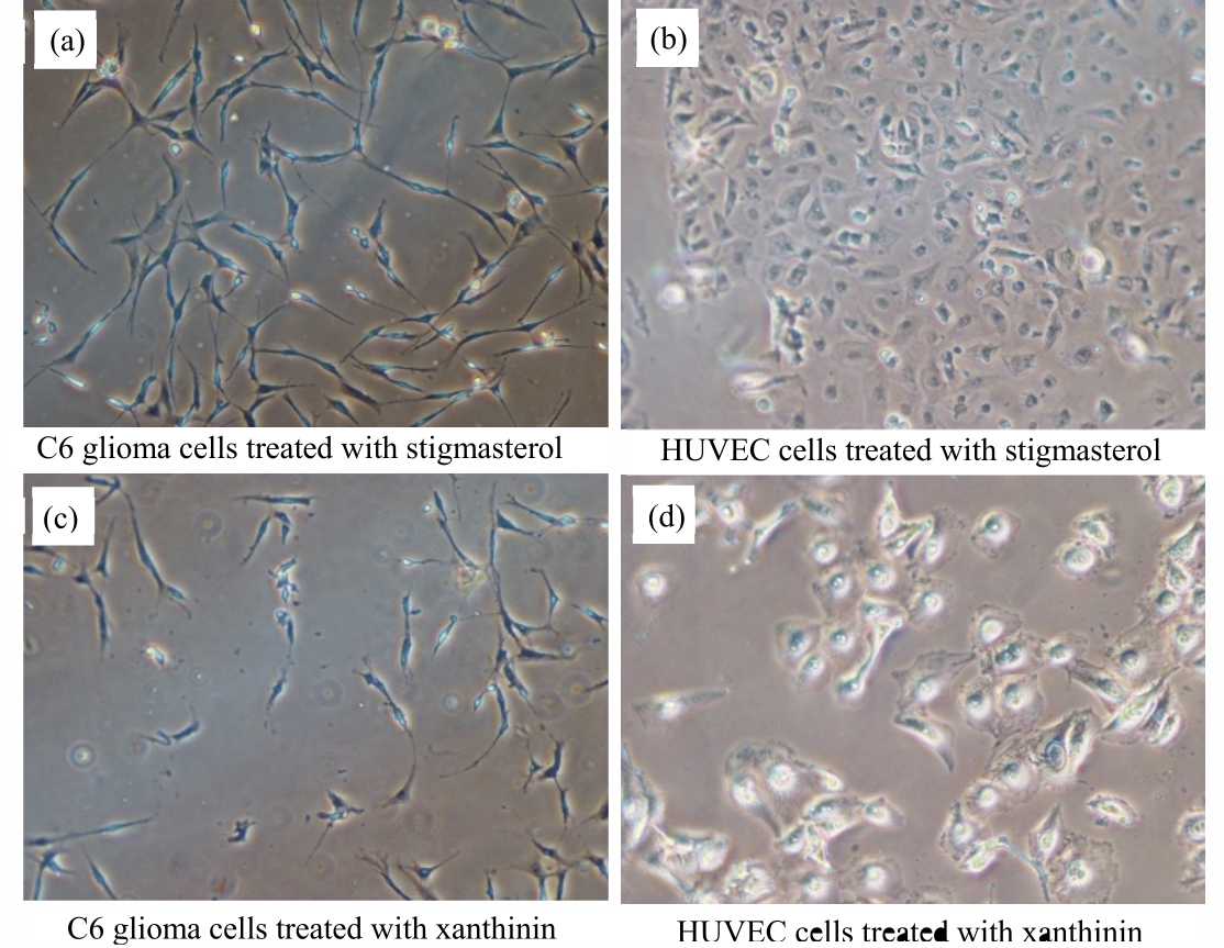 Image for - Anticancer Agents from Xanthium strumarium Fruits Against C6 Glioma Cells