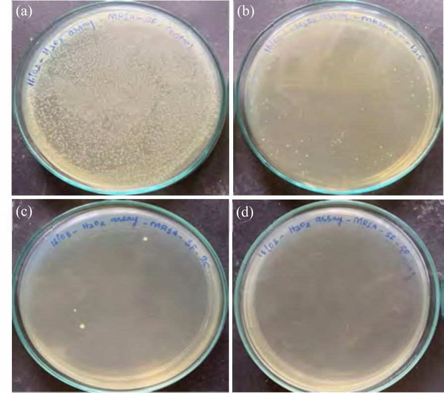 Image for - Carthamus tinctorius L., as an Anti-virulence Intervention Against Methicillin Resistance Staphylococcus aureus
