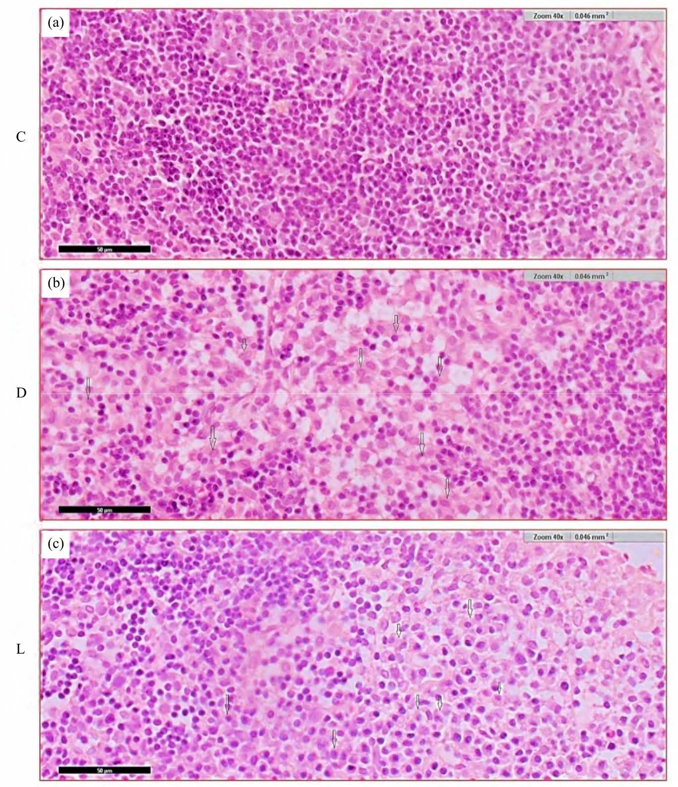 Image for - Levonorgestrel and Desogestrel Modulate Gut Microbiota and Blood Biochemistry of Female Wistar Rats
