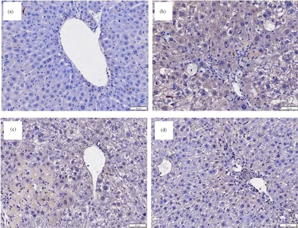 Image for - A Study on the Therapeutic Mechanism of Liquiritin on Rats with Acute Chronic Liver Failure
