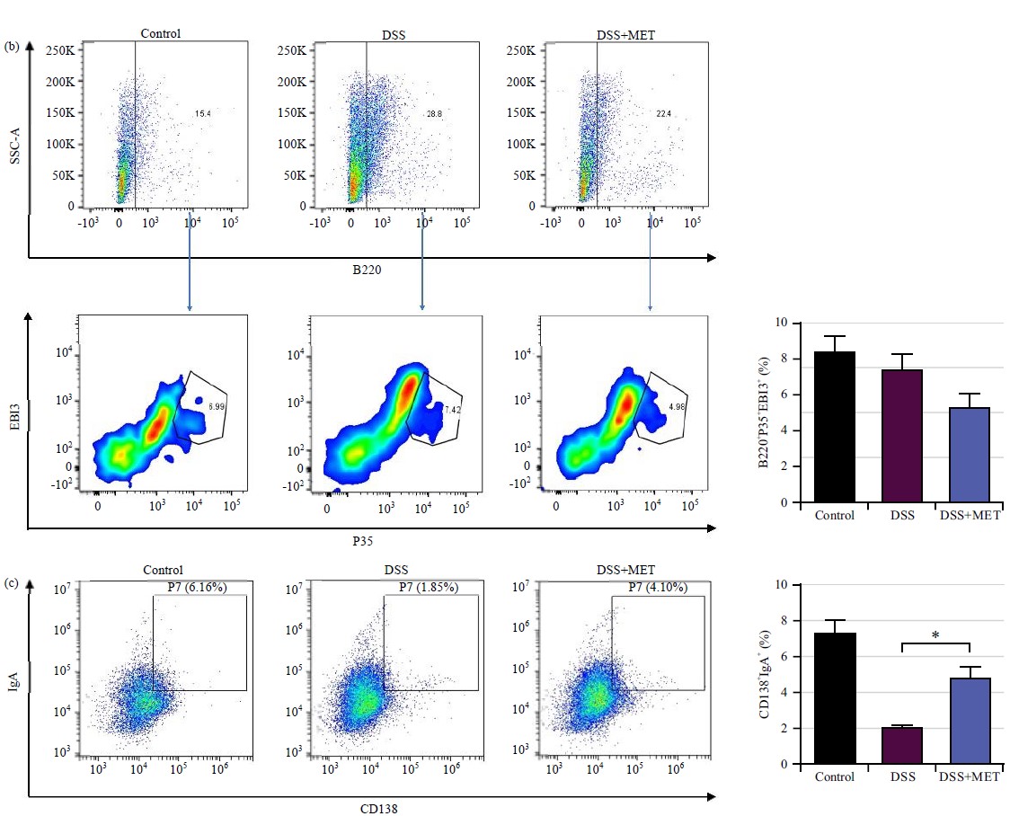 Metformin Alleviates Dextran Sulfate Sodium-Induced Colitis In A Mouse ...