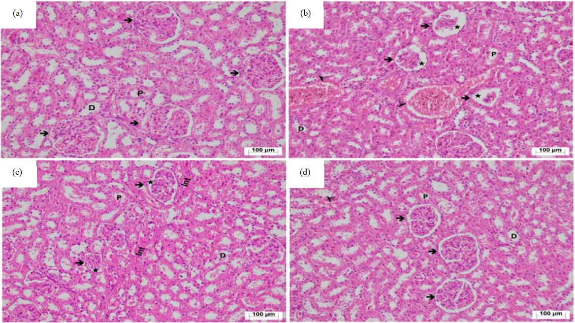 Image for - Effect of Thiamine Pyrophosphate on Amiodarone-Induced Oxidative Kidney Damage in Rats