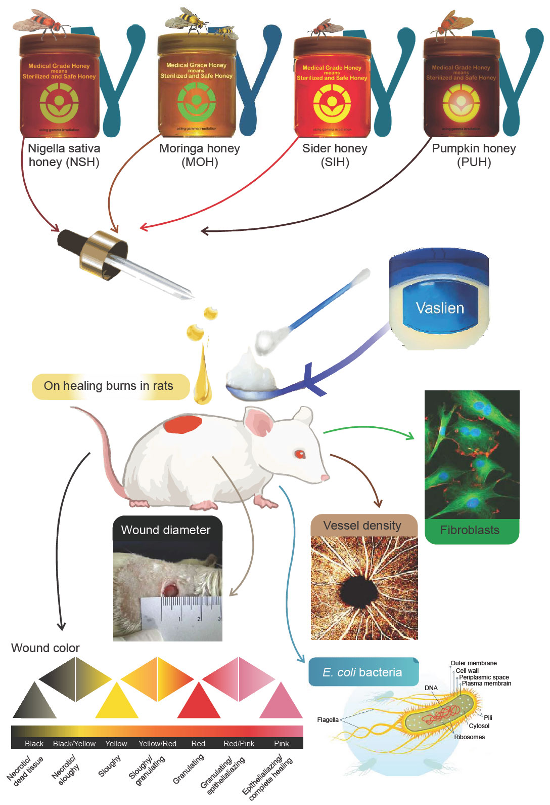 Image for - Investigation of Some Histological, Physiological and Microbiological Properties of Honey Types and Vaseline as Medications of Second Degree Burns in Rats