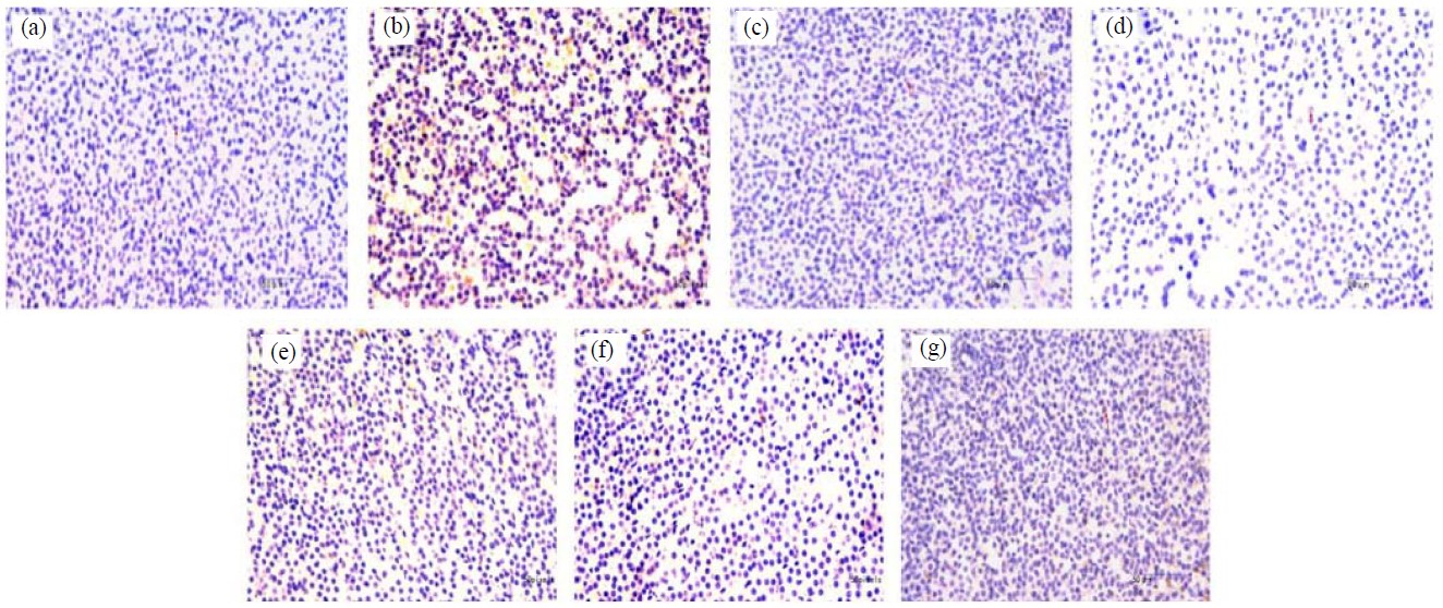 Image for - Study on the Regulation of Hypothalamic-Pituitary-Adrenal Axis (HPA Axis) in Rats with Kidney-Yin Deficiency Syndrome by the Raw and Salt-Water Processing of Phellodendri chinensis Cortex