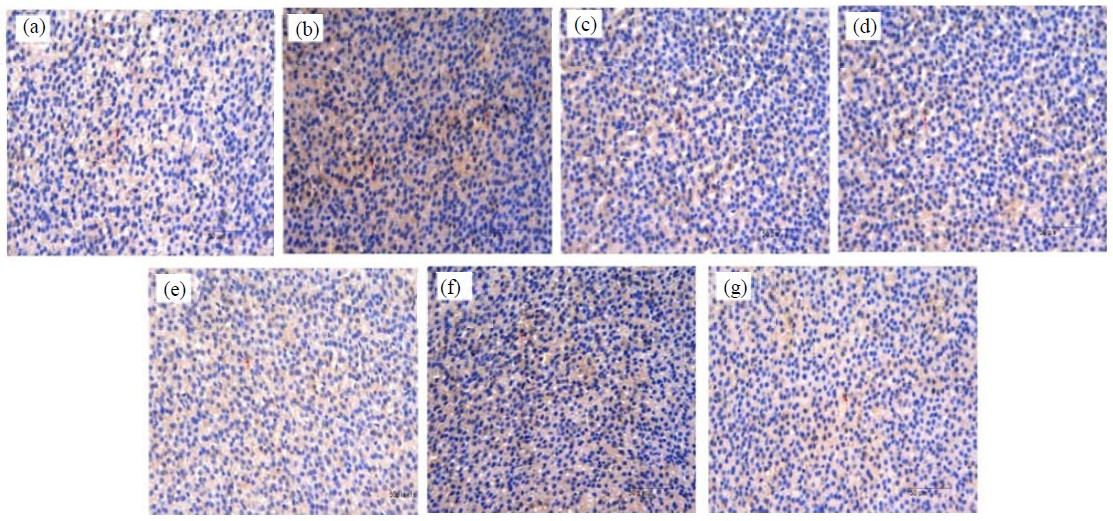 Image for - Study on the Regulation of Hypothalamic-Pituitary-Adrenal Axis (HPA Axis) in Rats with Kidney-Yin Deficiency Syndrome by the Raw and Salt-Water Processing of Phellodendri chinensis Cortex