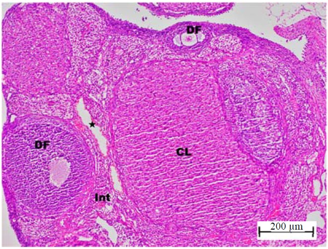 Image for - Effect of Sugammadex on Ischemia-Reperfusion-Induced Oxidative and Inflammatory Ovarian Damage in Rats: Biochemical and Histopathological Evaluation
