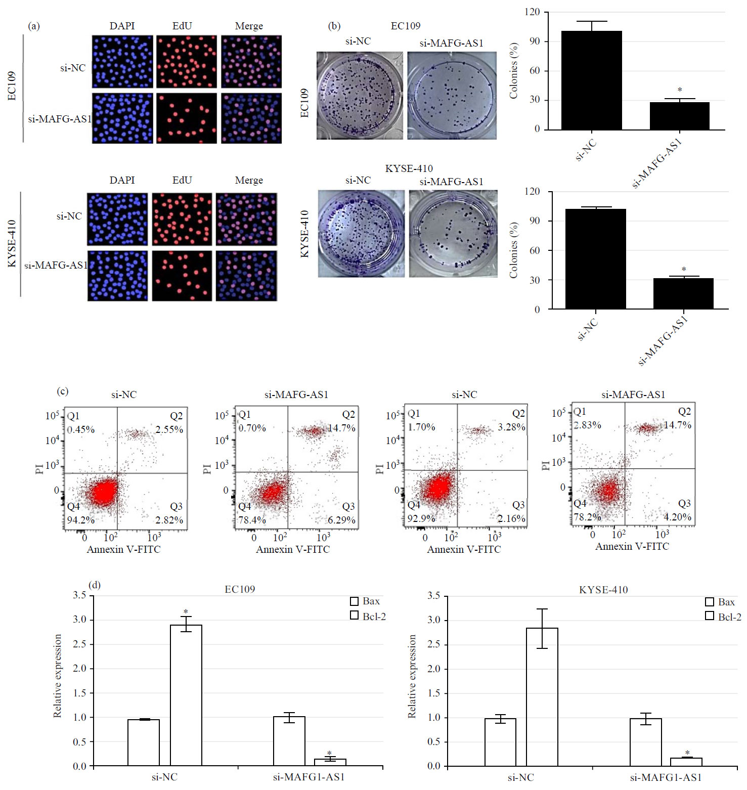 Image for - Long Non-Coding RNA MAFG-AS1 Regulates the Proliferation and Epithelial to Mesenchymal Transition of Human Esophageal Carcinoma Cells