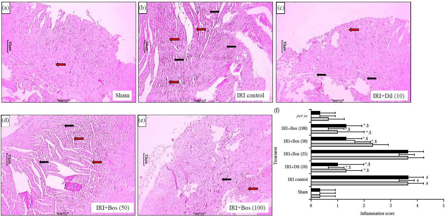 Image for - Bosentan, an Endothelin Receptor-1 Antagonist, Exerts Cardioprotective Effects During Myocardial Ischemia-Reperfusion Injury in Experimental Rats