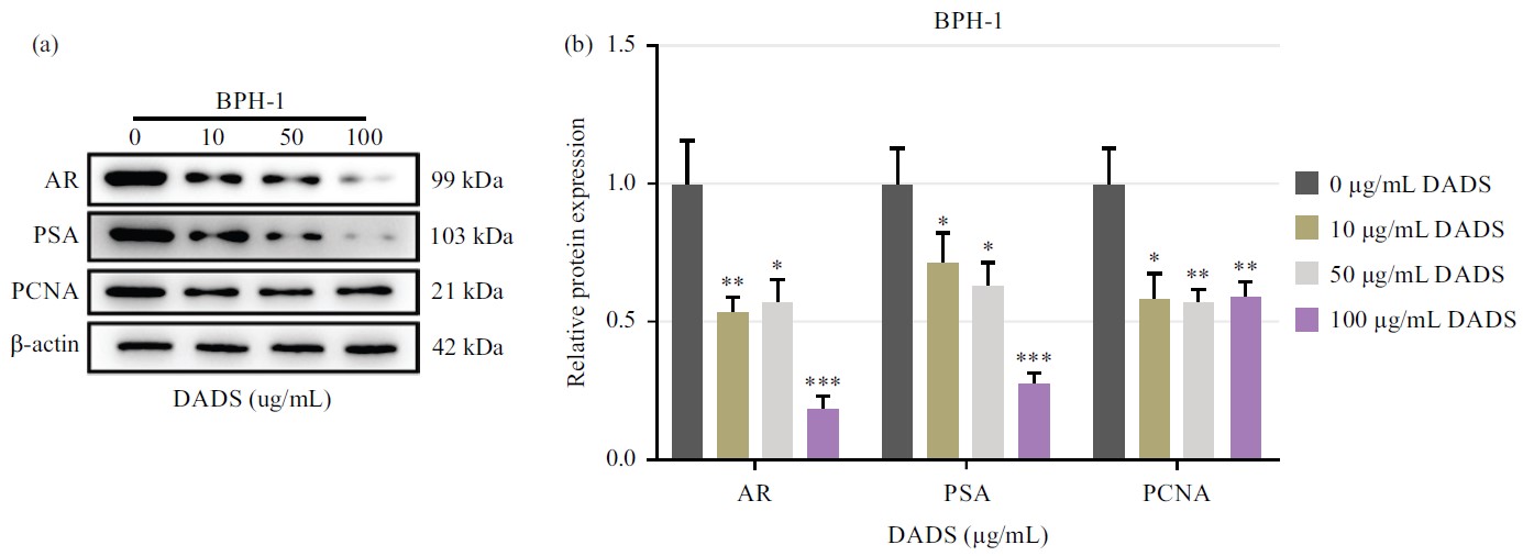 Image for - In vitro Validation of the Therapeutic Potential of Diallyl Disulfide on Benign Prostatic Hyperplasia: Effect on Hyperproliferation, Oxidative Stress and Inflammation