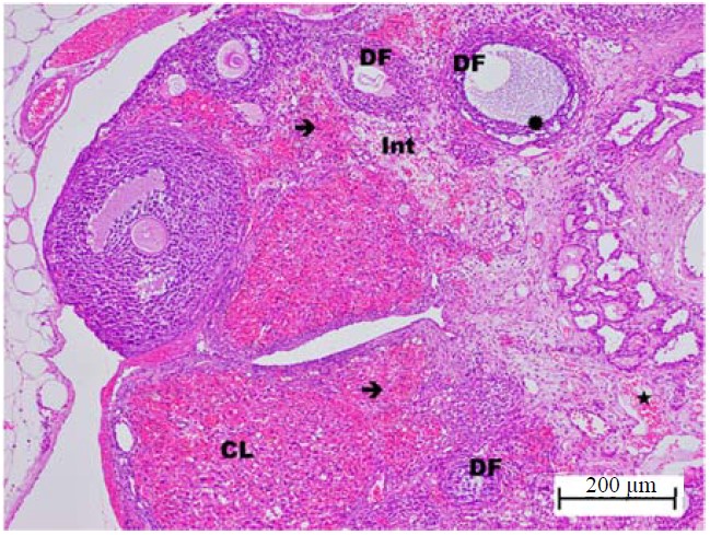 Image for - Effect of Sugammadex on Ischemia-Reperfusion-Induced Oxidative and Inflammatory Ovarian Damage in Rats: Biochemical and Histopathological Evaluation