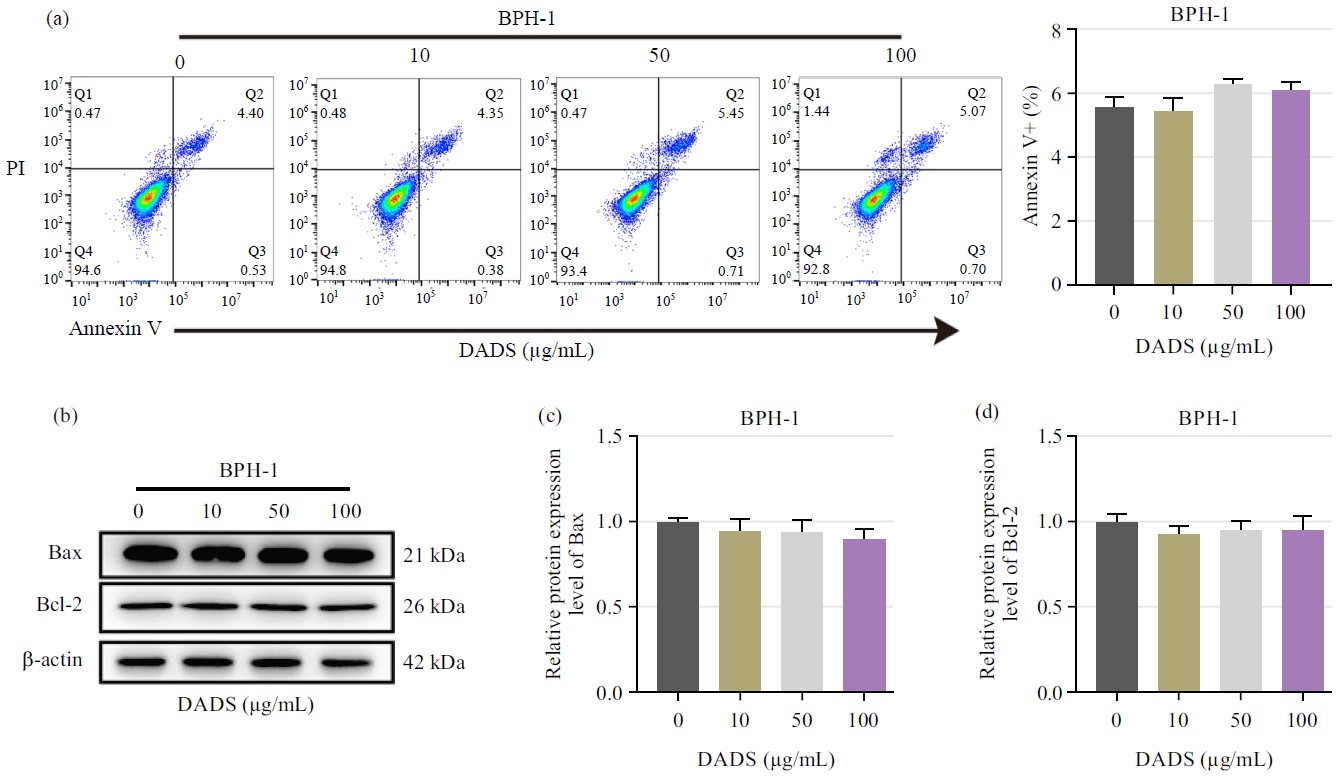 Image for - In vitro Validation of the Therapeutic Potential of Diallyl Disulfide on Benign Prostatic Hyperplasia: Effect on Hyperproliferation, Oxidative Stress and Inflammation