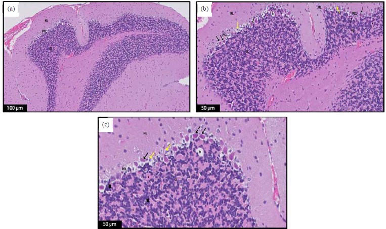Protective Effects of Luteolin on a Rat Model of Autism: An Analysis of ...