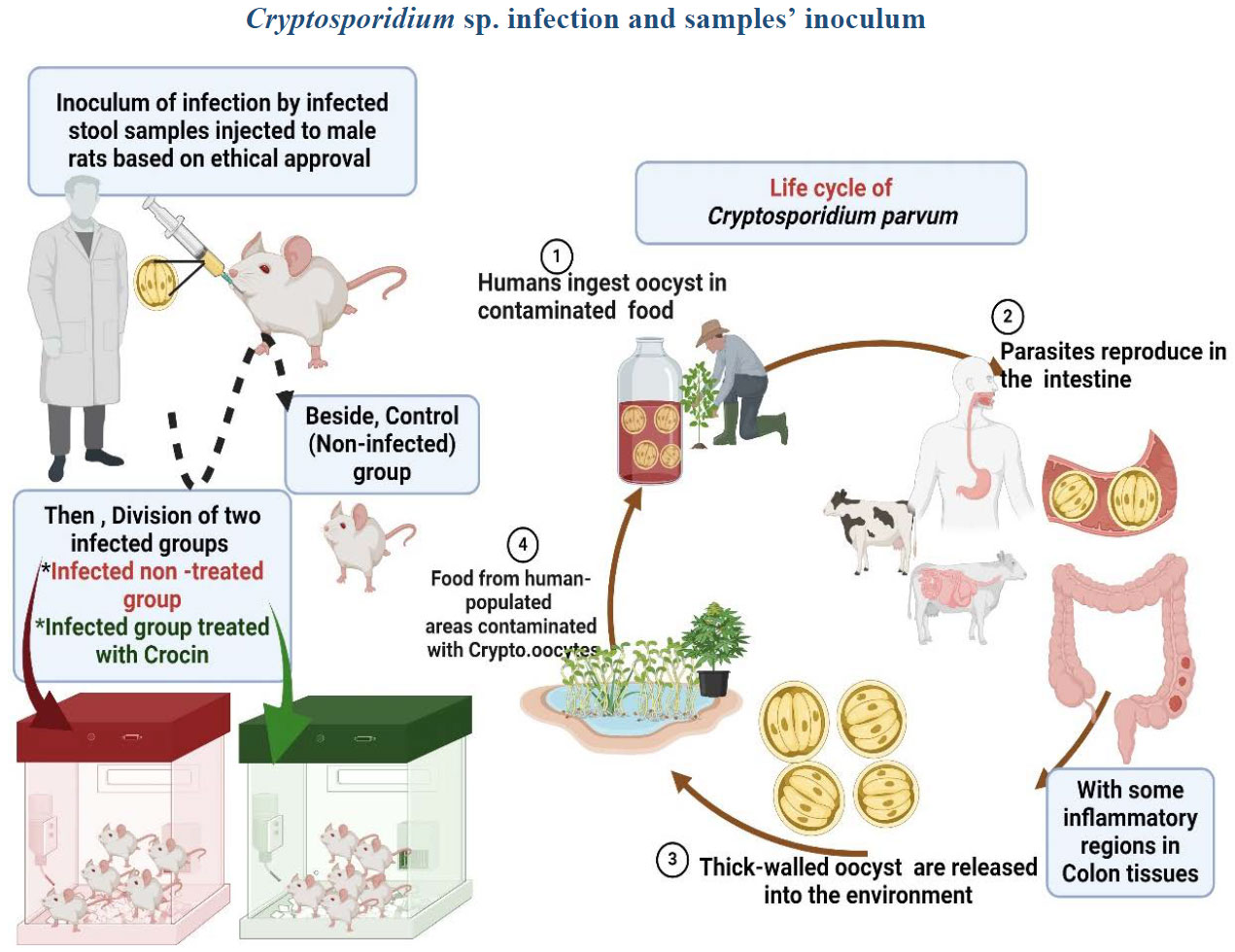 Efficacy and Promising Ameliorative Effect of Crocin Against Cryptosporidium  parvum with Colon Ultrastructure Examination in Male Rats