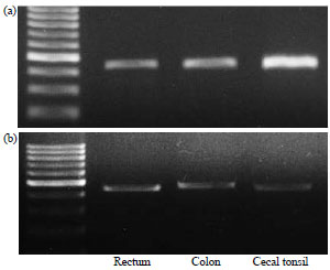 Image for - Expression of Mucin 2 Glycoproteins Forming the Mucosal Barrier of the Gut in Indonesian Indigenous Naked Neck Chickens and Normal Feathered Chickens