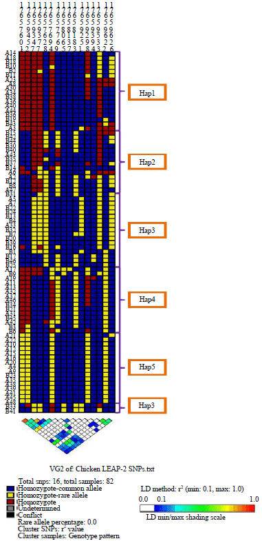 Image for - Haplotype Structure and DNA Sequence Variation of the Liver Expressed Antimicrobial Peptide-2 (chLEAP-2) Gene in Chickens challenged with Eimeria maxima 