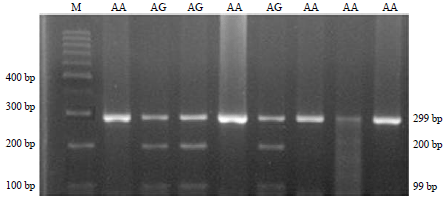Image for - Polymorphism of Mx|Hpy81 Genes in Native Chickens Observed using the PCR-RFLP Technique