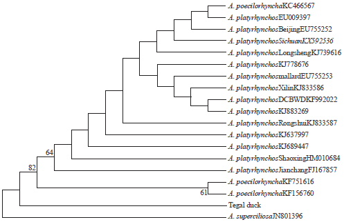 Image for - Phylogenetic Analysis of Duck Species from Tegal Indonesia Using 18S Ribosomal RNA and Mitochondrial COI Gene