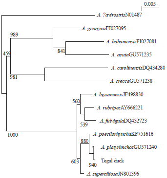 Image for - Phylogenetic Analysis of Duck Species from Tegal Indonesia Using 18S Ribosomal RNA and Mitochondrial COI Gene