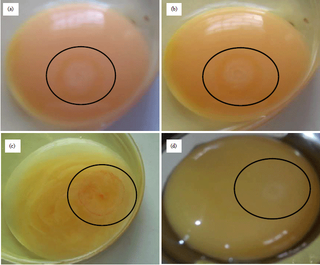 Image for - Impact of Egg Storage Duration and Temperature on Egg Quality, Fertility, Hatchability and Chick Quality in Naked Neck Chickens