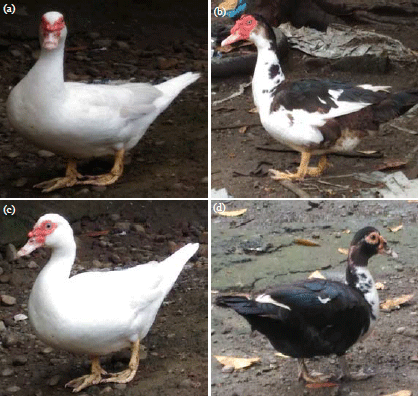 Image for - Morphometric Traits and Melanocortin 1 Receptor (MC1R) Gene Polymorphism of Indonesian Muscovy Ducks of Different Plumage Color Population
