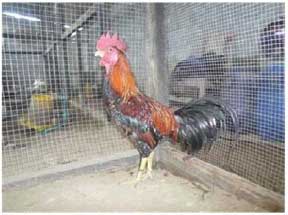 Image for - Plumage Uniformity, Growth Rate and Growth Hormone Polymorphism in Indonesian Hybrid Chickens