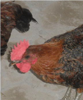 Image for - Polymorphism of Qualitative Traits of Arabic Chicken: A Case Study in Polymorphism of Qualitative Traits of Arabic Chicken: A Case Study in Istiqomah Farmer Group, Dasan Cermen, Mataram, West Nusa Tenggara, Indonesia