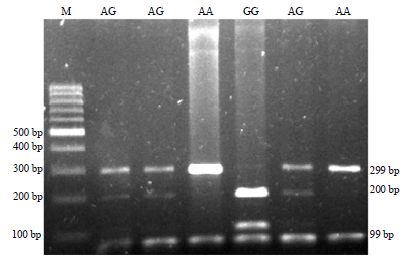 Image for - Association of the Toll-like Receptor 4 (TLR4) and Myxovirus (Mx) Genes With Resistance to Salmonella and Newcastle Disease in Selected Sentul Chickens