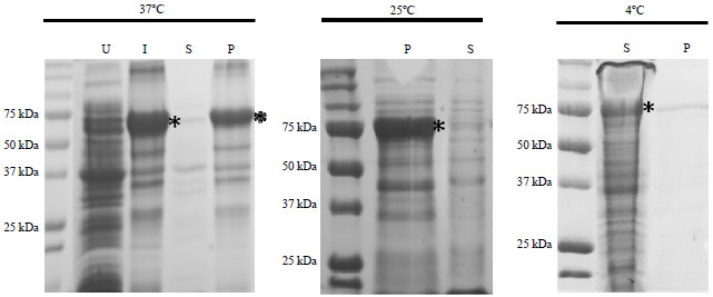 Image for - Cloning of Japanese Quail (Coturnix japonica) Follistatin and Production of Bioactive Quail Follistatin288 in Escherichia coli