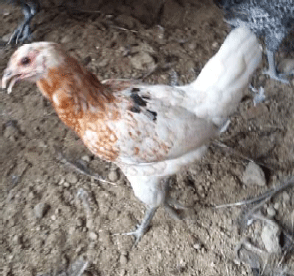 Image for - Polymorphism of Qualitative Traits of Arabic Chicken: A Case Study in Polymorphism of Qualitative Traits of Arabic Chicken: A Case Study in Istiqomah Farmer Group, Dasan Cermen, Mataram, West Nusa Tenggara, Indonesia