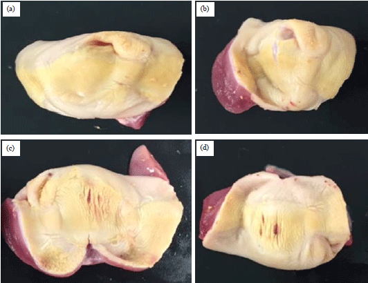 Image for - Effects of Mycotoxins on Meat Type Pekin Ducklings: A Case Report