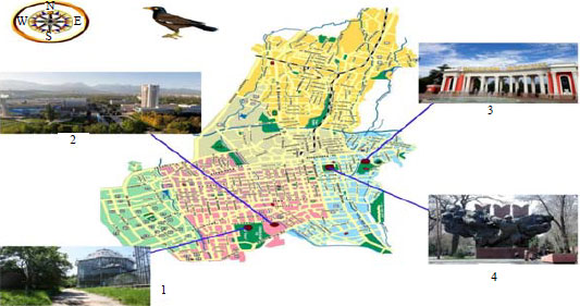 Image for - Features of the Common Myna in Green Areas of Almaty