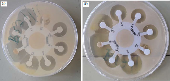 Image for - Evaluation of the Antibiotic Properties of Probiotics and their Efficacy on Performance and Immune Response in Broiler Chicken