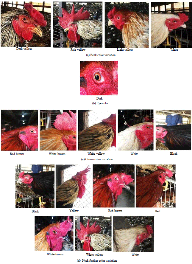 Image for - Phenotypic Characterization of Indonesian Native Chicken with Different Combs