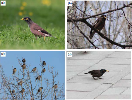Image for - Features of the Common Myna in Green Areas of Almaty