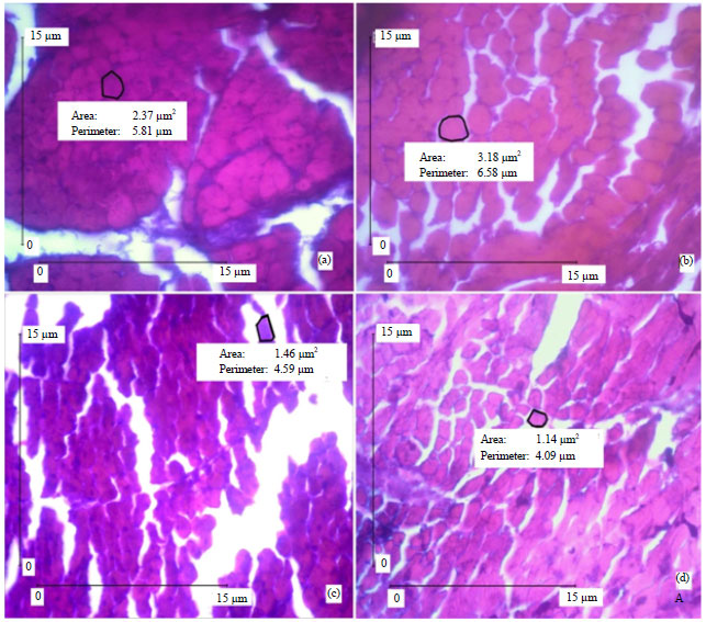 Image for - Histological Analysis of Breast Muscle Growth in Young Hybrid Chickens in Response to Different Dietary Energy-Protein Ratios