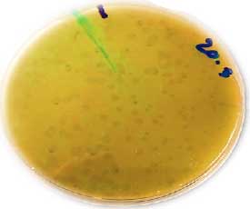 Image for - Isolation and Characterization of a Bacteriophage That Hosts on Avian-pathogenic Escherichia coli (APEC)