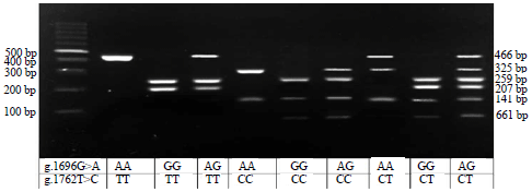 Image for - Polymorphism of Duck HSP70 Gene and mRNA Expression under Heat Stress Conditions