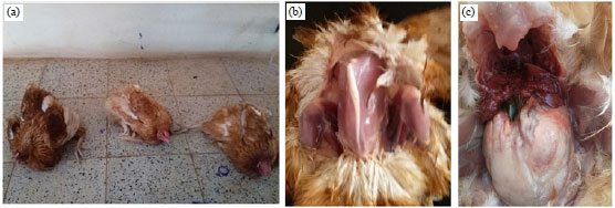Image for - Resurgence of Aflatoxicosis and the Role of Physical Exercise in Aflatoxin Metabolism in Laying Hens