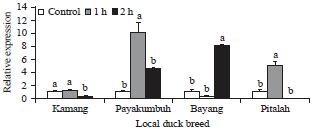 Image for - Polymorphism of Duck HSP70 Gene and mRNA Expression under Heat Stress Conditions