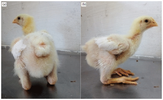 Image for - Adaptability of Broilers to Dietary Phosphorus Repletion and Depletion Programs