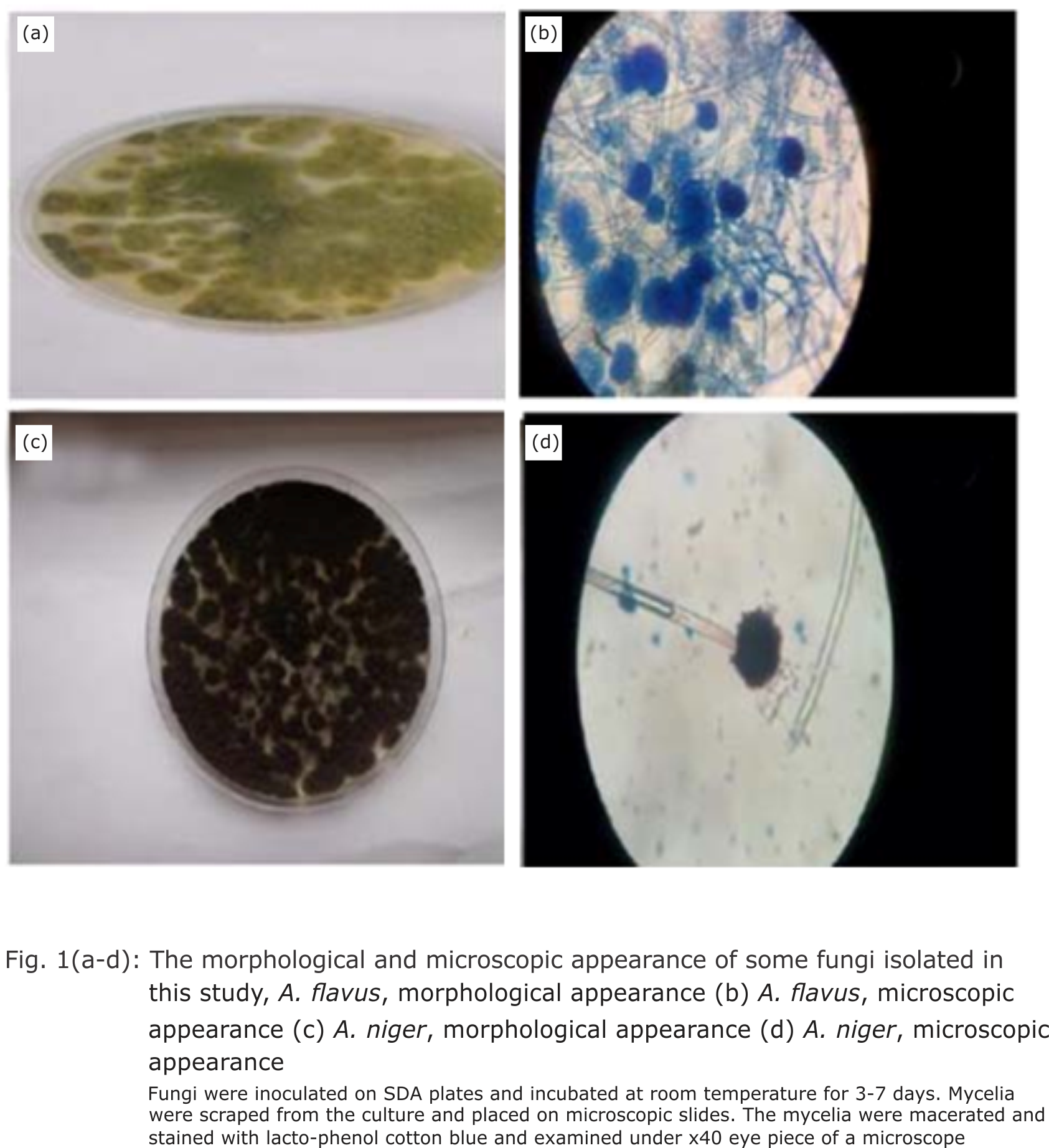 Image for - Identification, Antifungal Susceptibility and Phylogenetic Comparison of Fungi in Poultry Environment in Nigeria