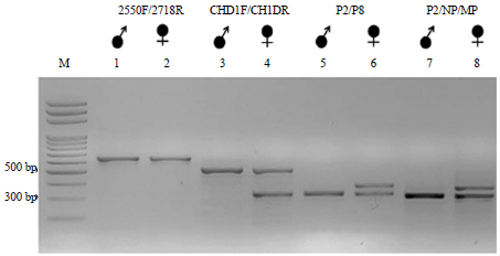 Image for - Comparison of DNA Extraction Methods and Selection of Primer Sets for Sex Identification of the Red-Whiskered Bulbul (Pycnonotus jocosus)