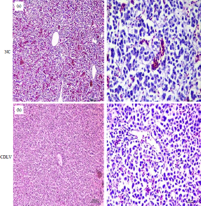 Image for - Effects of Proprietary Hepatoprotective Additives (CadlivTM liq.) Supplementation on the Growth Performance and Hepatic Histological Architecture of Commercial Broiler Chickens